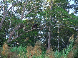 シパダン・ジャングル　画像16