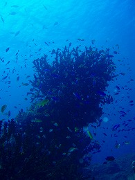 パプアニューギニア　珊瑚の画像1