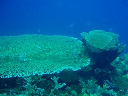 パプアニューギニア　珊瑚の画像3